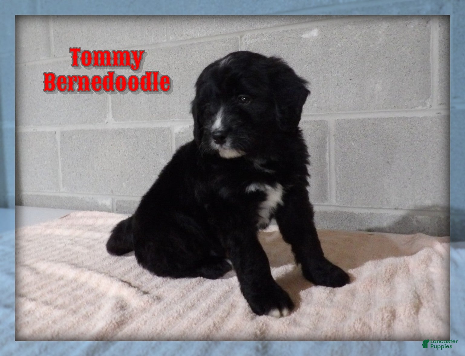 Bernedoodle dogs Tommy - Ad 1