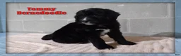 Bernedoodle dogs for sale: Tommy - Ad 1