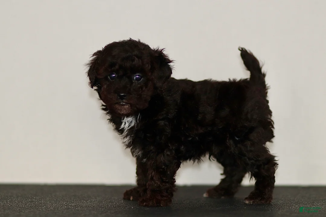 Miniature Poodle dogs for sale: Buddy - Ad 4