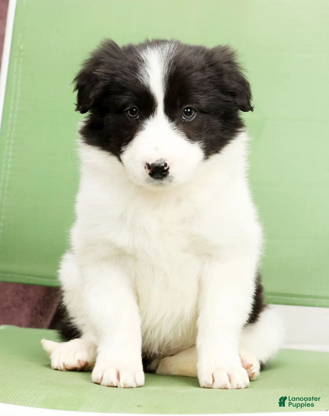 Border Collie dogs for sale: Daisy - Ad 3