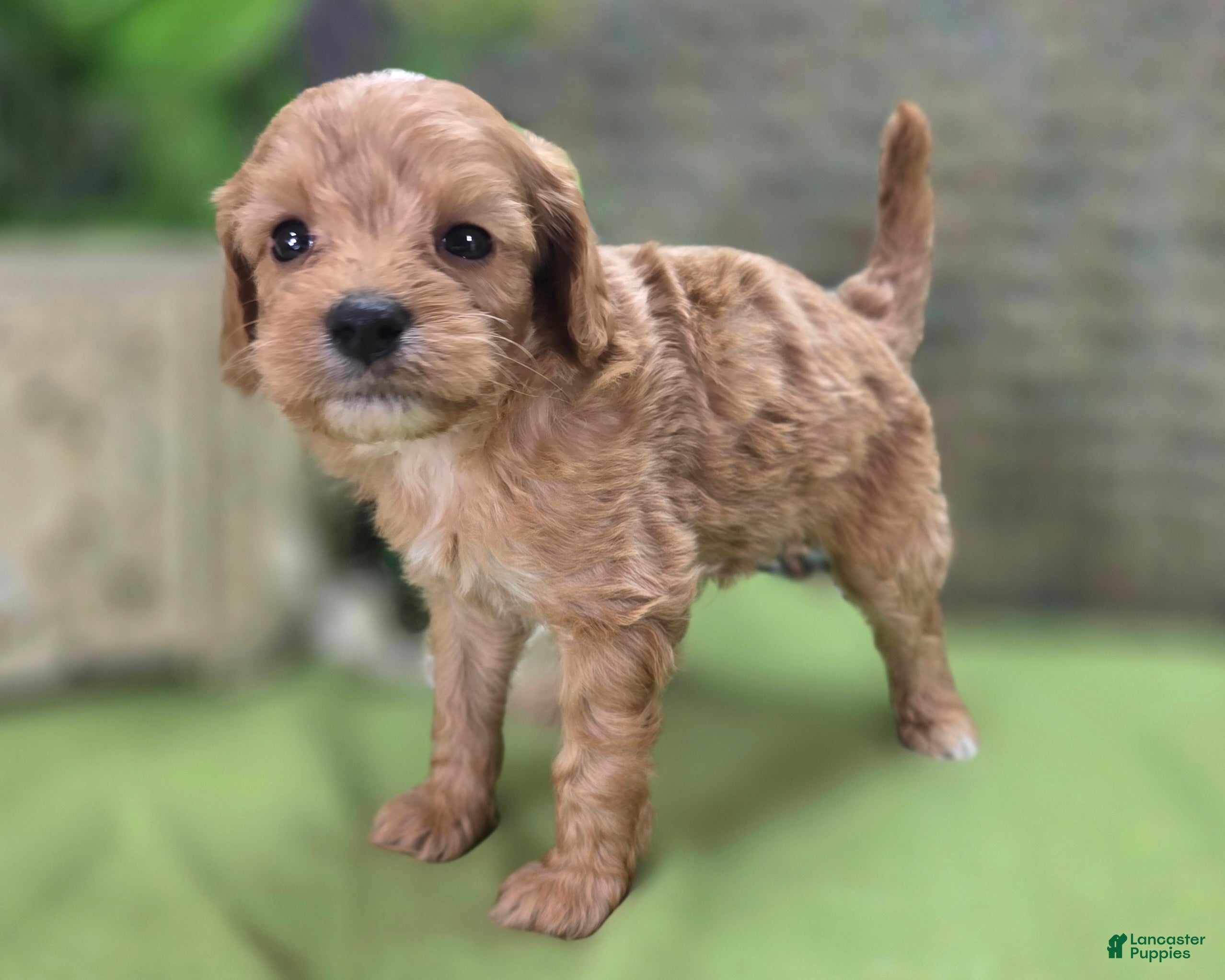 Cavapoo dogs Miles - Ad 21