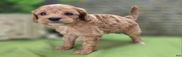 Cavapoo dogs for sale: Miles - Ad 15