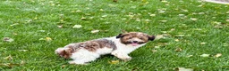 Havanese dogs for sale: Mikey - Ad 5