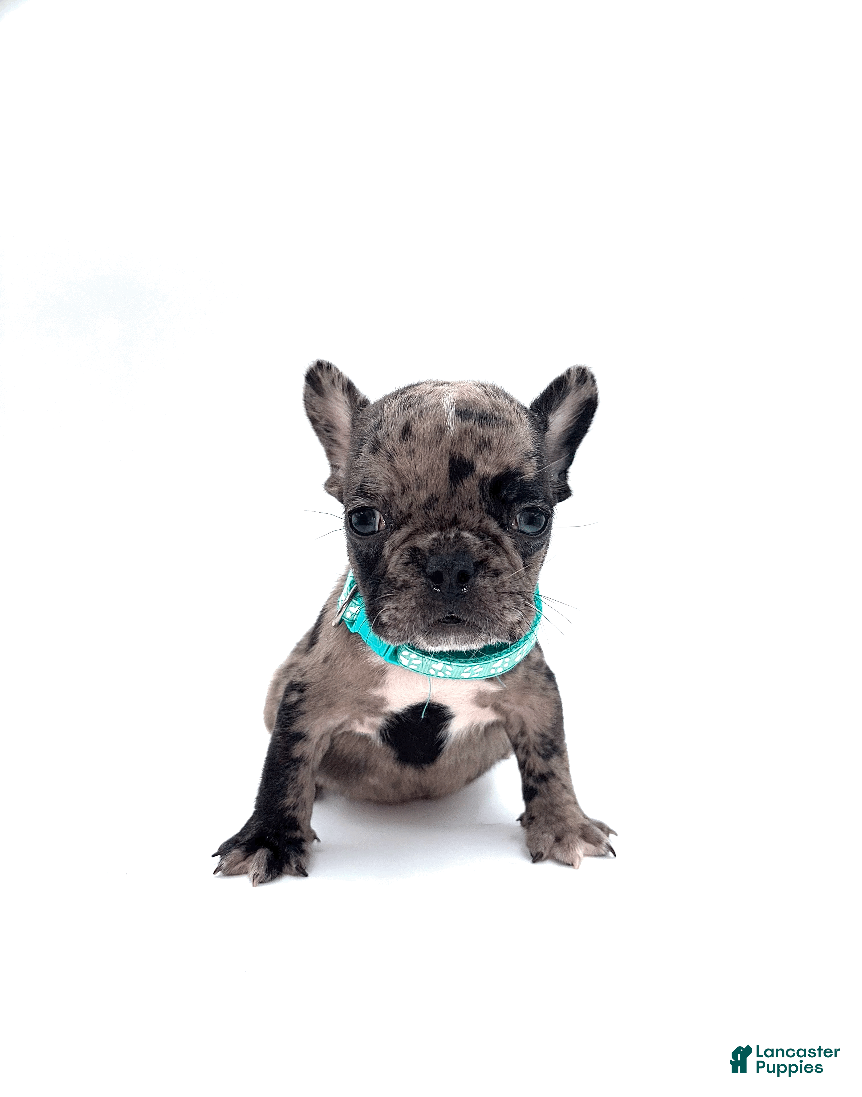 French Bulldog dogs French Bulldog Puppy 5 - Ad 1