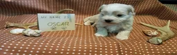 Maltipoo dogs for sale: Oscar - Ad 6