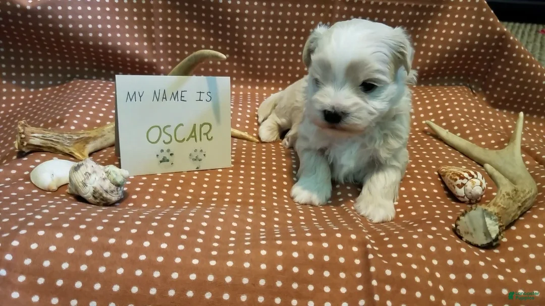 Maltipoo dogs for sale: Oscar - Ad 6
