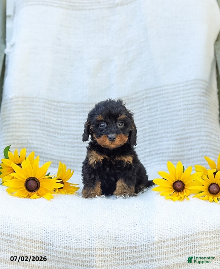 Cavapoo dogs Kelby - Ad 1