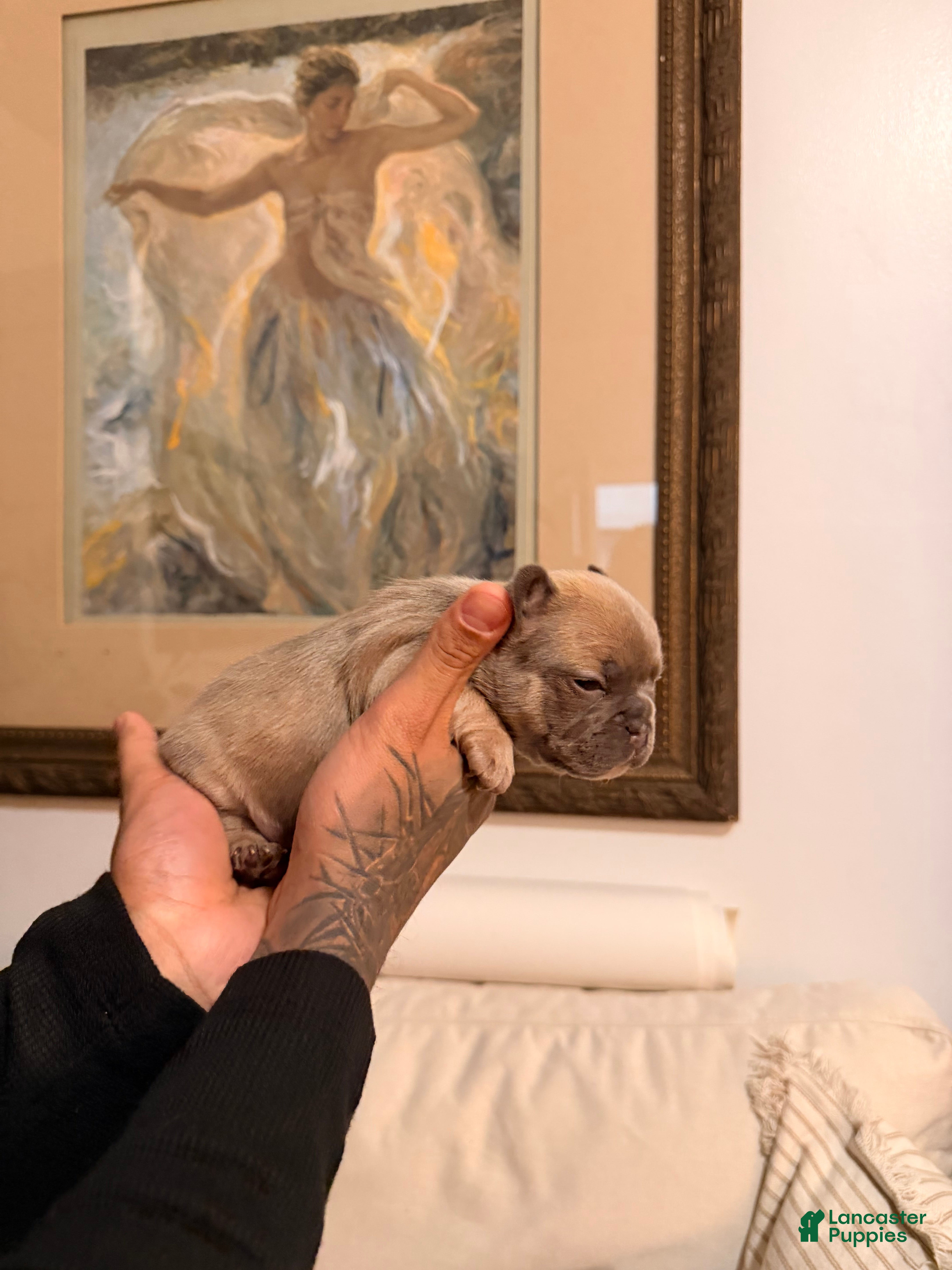 French Bulldog dogs Blossom - Ad 2