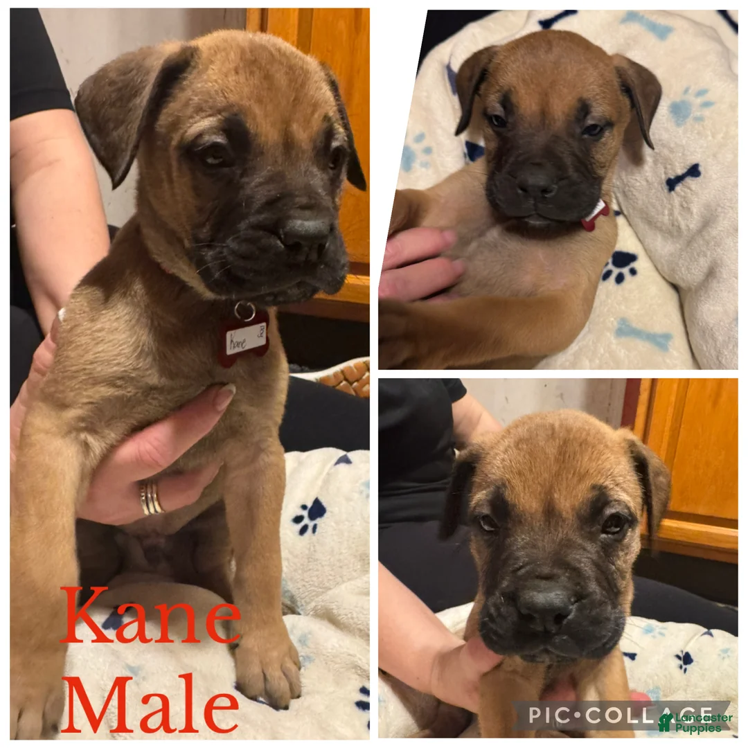Bullmastiff dogs for sale: Bullmastiff Puppy 4 - Ad 1