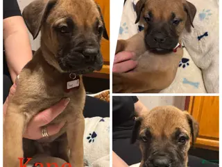 Bullmastiff dogs Bullmastiff Puppy 4 - Ad 1