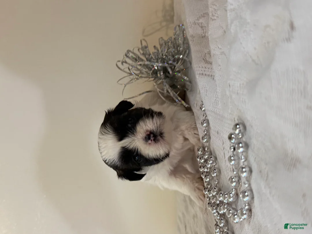Shih Tzu dogs for sale: Vince Shih Tzu Puppy  - Ad 1