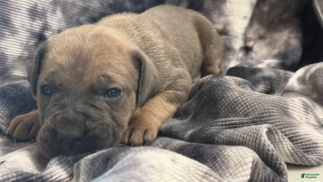 Cane Corso dogs for sale: Cane Corso 1 - Max, female formentino  - Ad 2