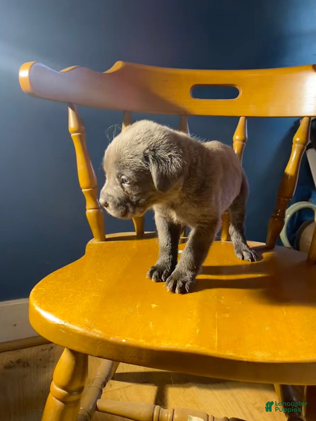 Cane Corso dogs for sale: Cane Corso Puppy 8 - Ad 1