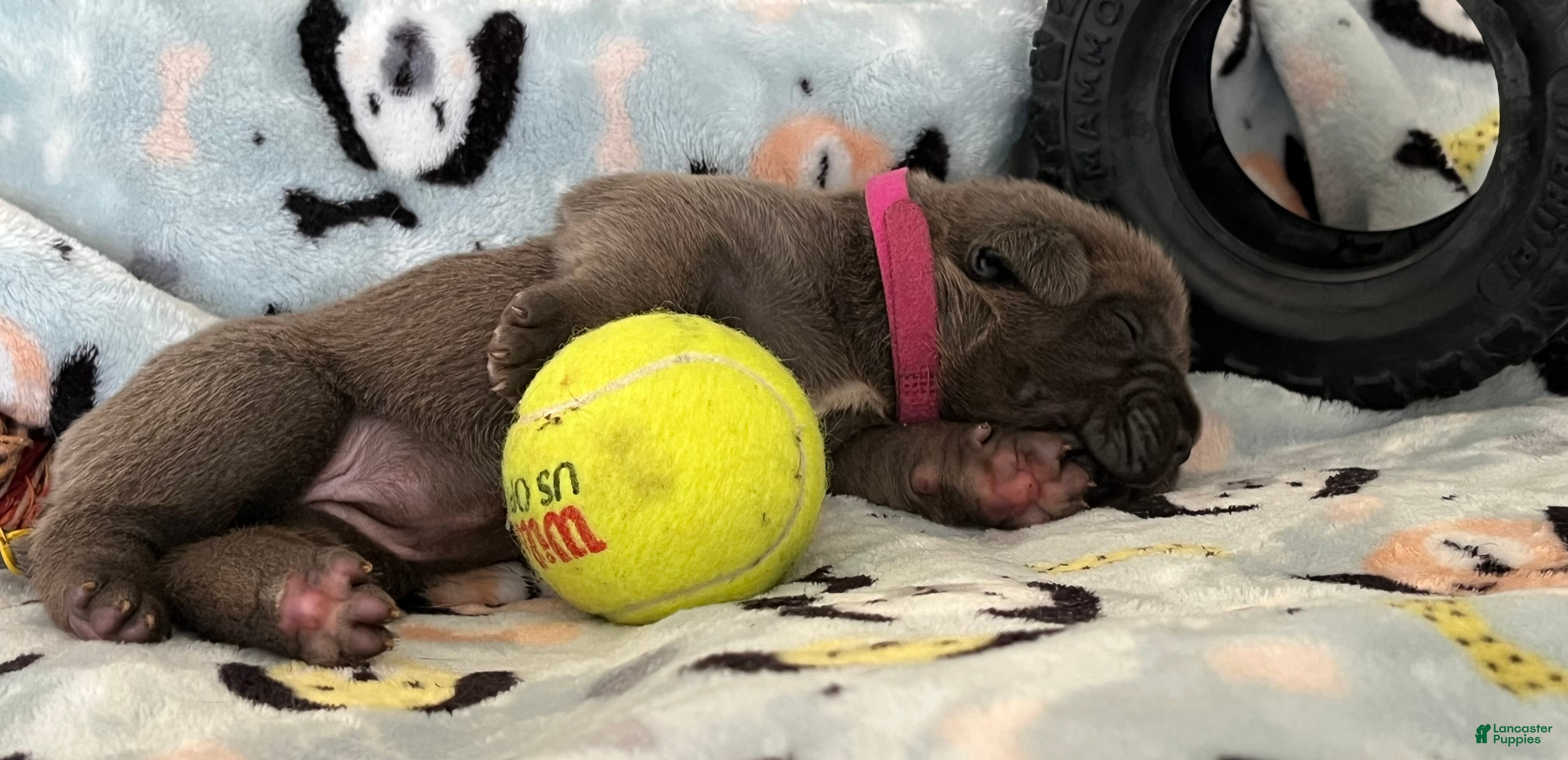 Cane Corso dogs Hot pink collar - Ad 2