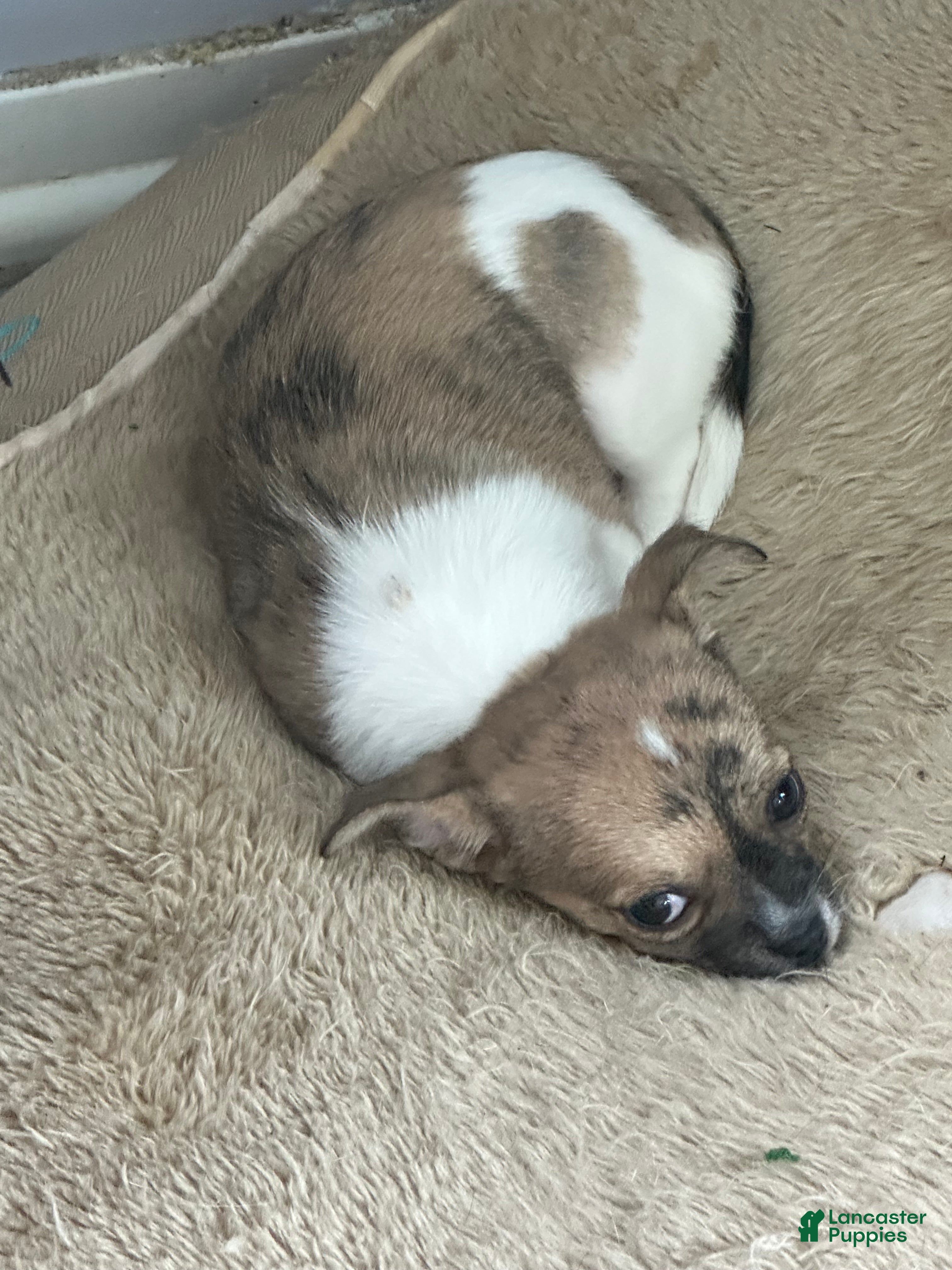 Chihuahua dogs Chihuahua Puppy 1 - Ad 1