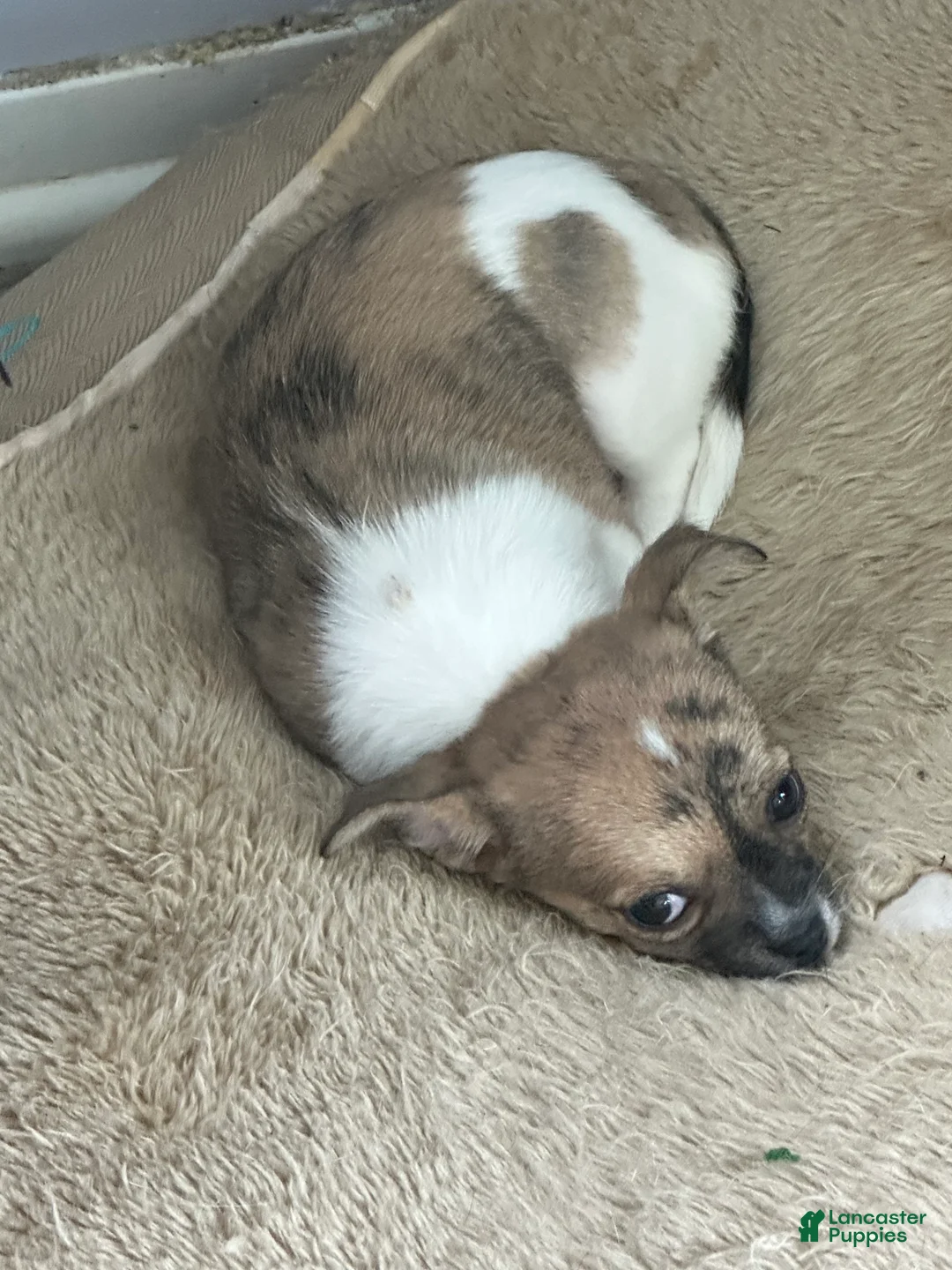 Chihuahua dogs for sale: Chihuahua Puppy 1 - Ad 1