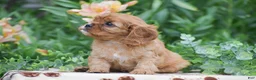 Cavalier King Charles Spaniel dogs for sale: Taylor - Ad 3