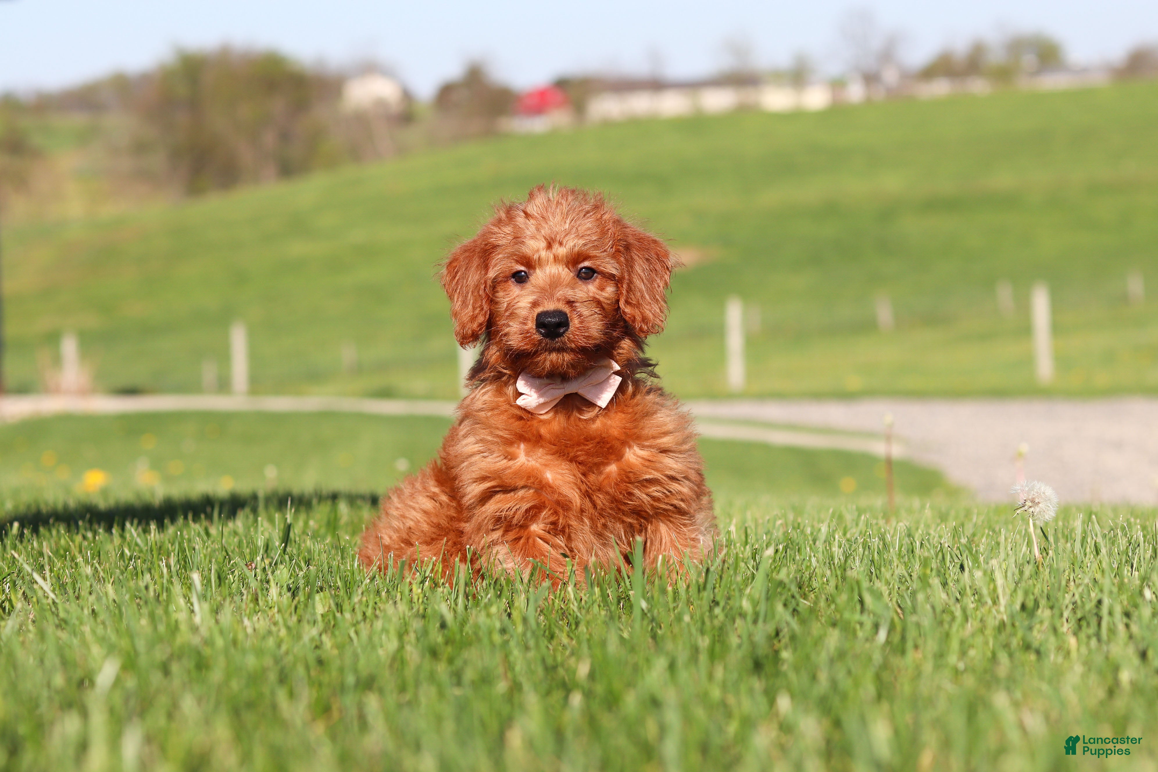 Labradoodle dogs Sandy - Ad 1