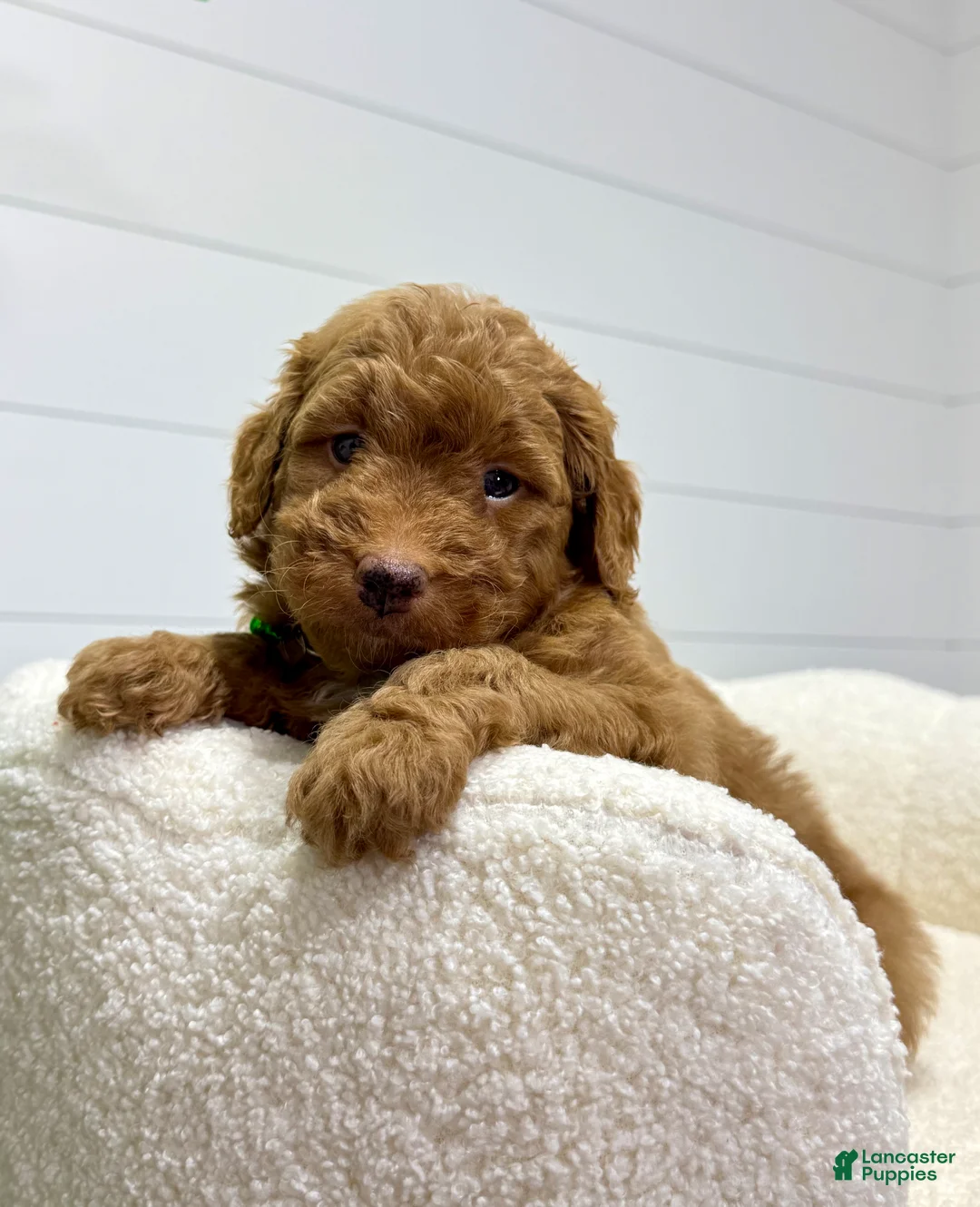 Mini Goldendoodle dogs for sale: Rio  🐶❤️‍🩹 - Ad 2