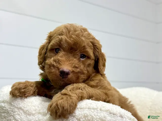 Mini Goldendoodle dogs for sale: Rio 🐶❤️🩹 - Ad 2