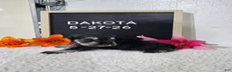 Miniature Schnauzer dogs for sale: Dakota - Ad 9