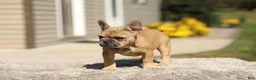 French Bulldog dogs for sale: Ocean – Fawn - Ad 6