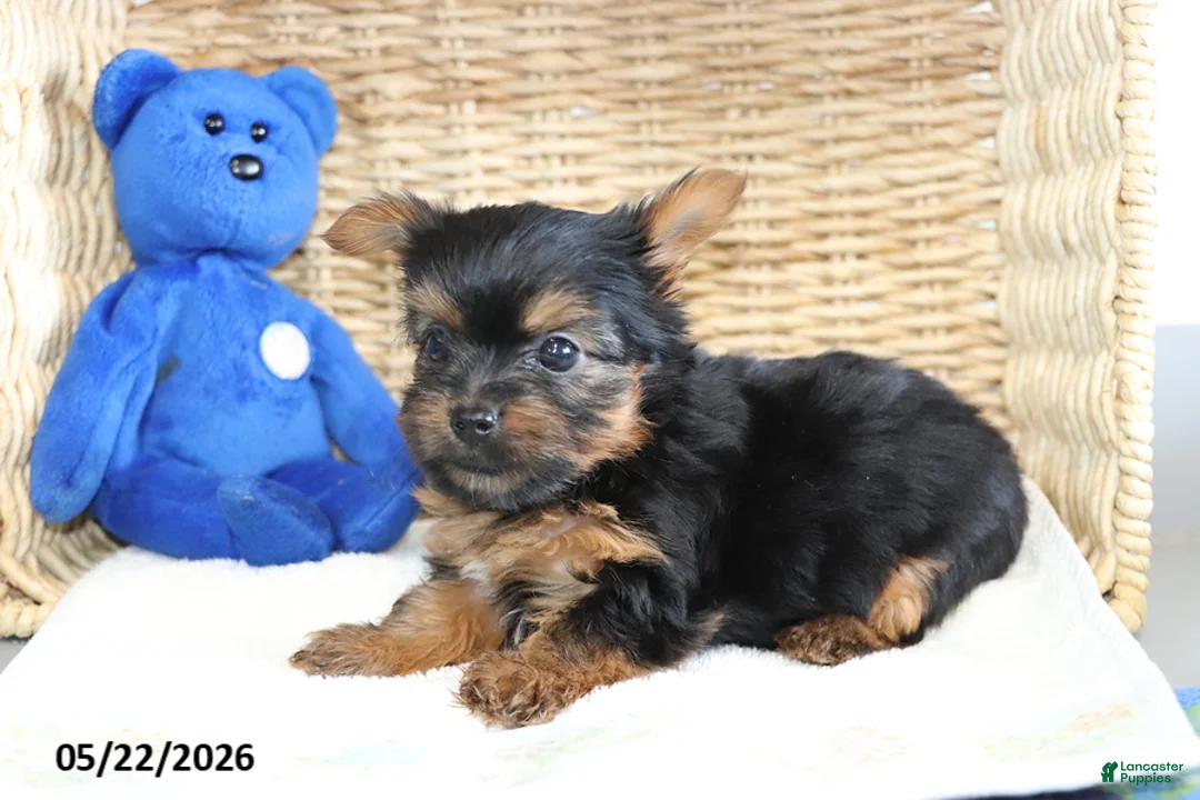 Yorkshire Terrier dogs for sale: Rosie - Ad 4