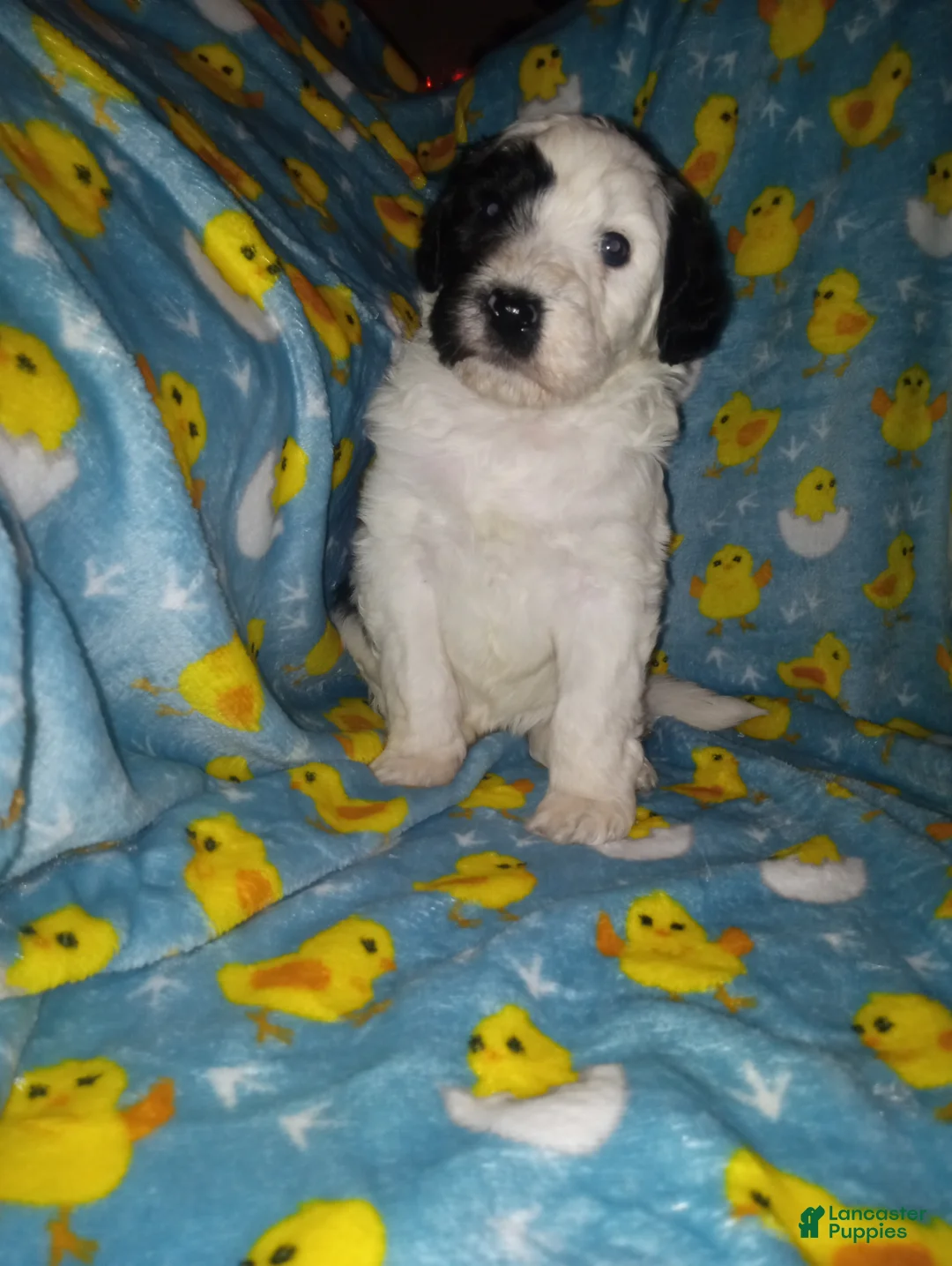 Aussiedoodle dogs for sale: Aussiedoodle Puppy 3 - Ad 1