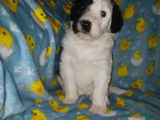 Aussiedoodle dogs Aussiedoodle Puppy 3 - Ad 31