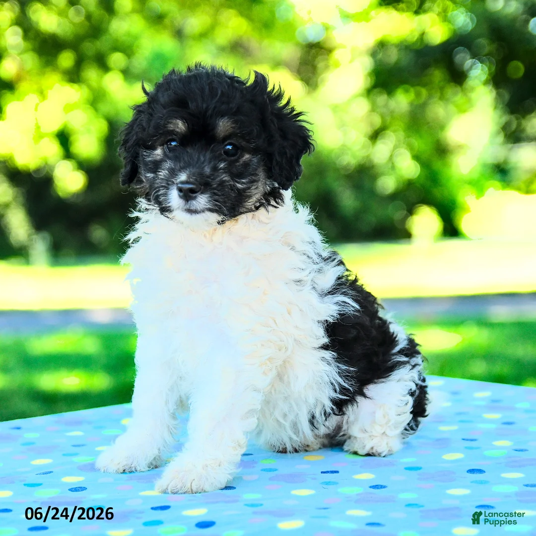 Shihpoo dogs for sale: Shayna - Ad 2