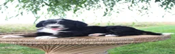 Bernedoodle dogs for sale: Hazel - Ad 3