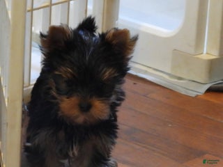 Yorkshire Terrier dogs Micro mini girl - Ad 25