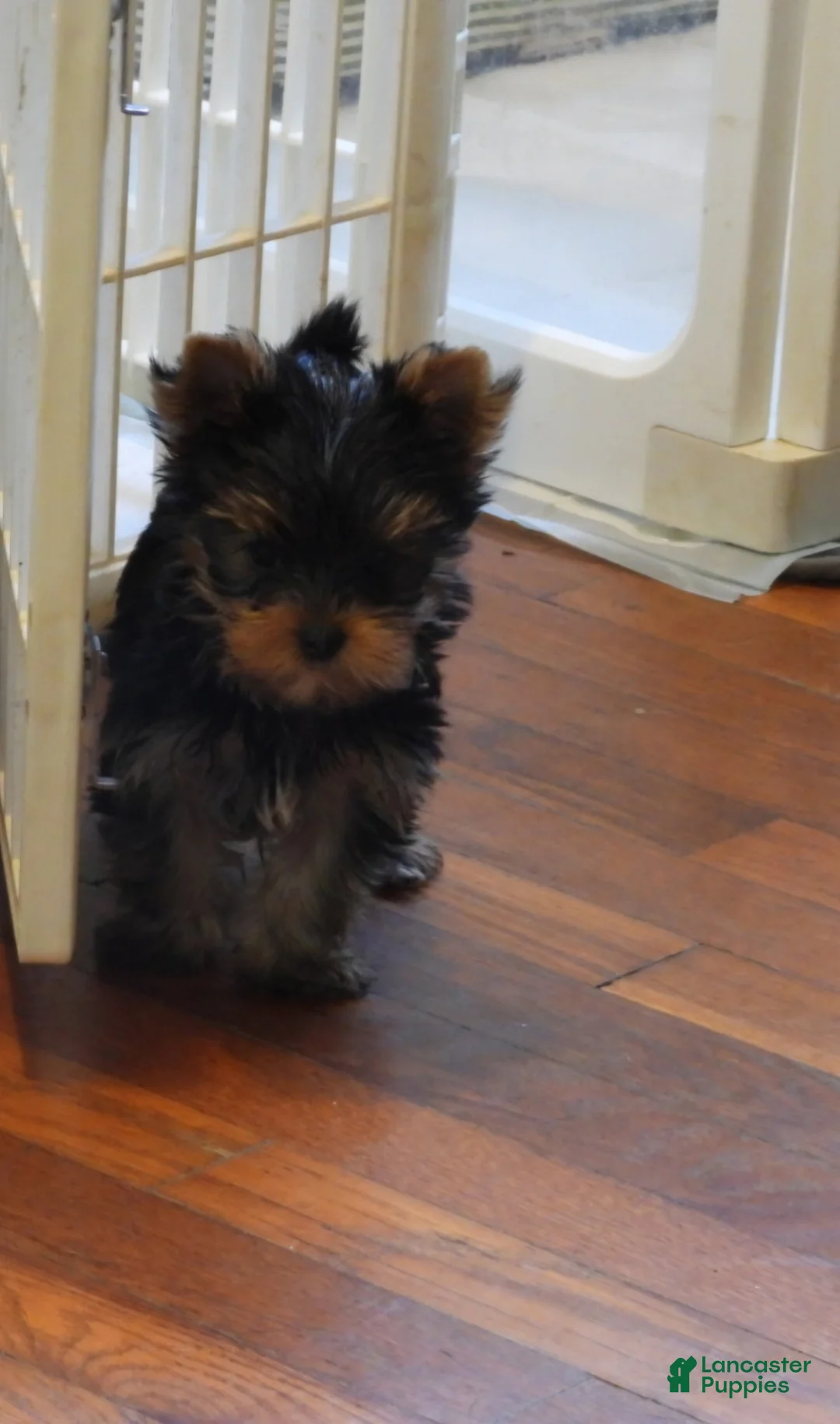 Yorkshire Terrier dogs for sale: Micro mini girl - Ad 2