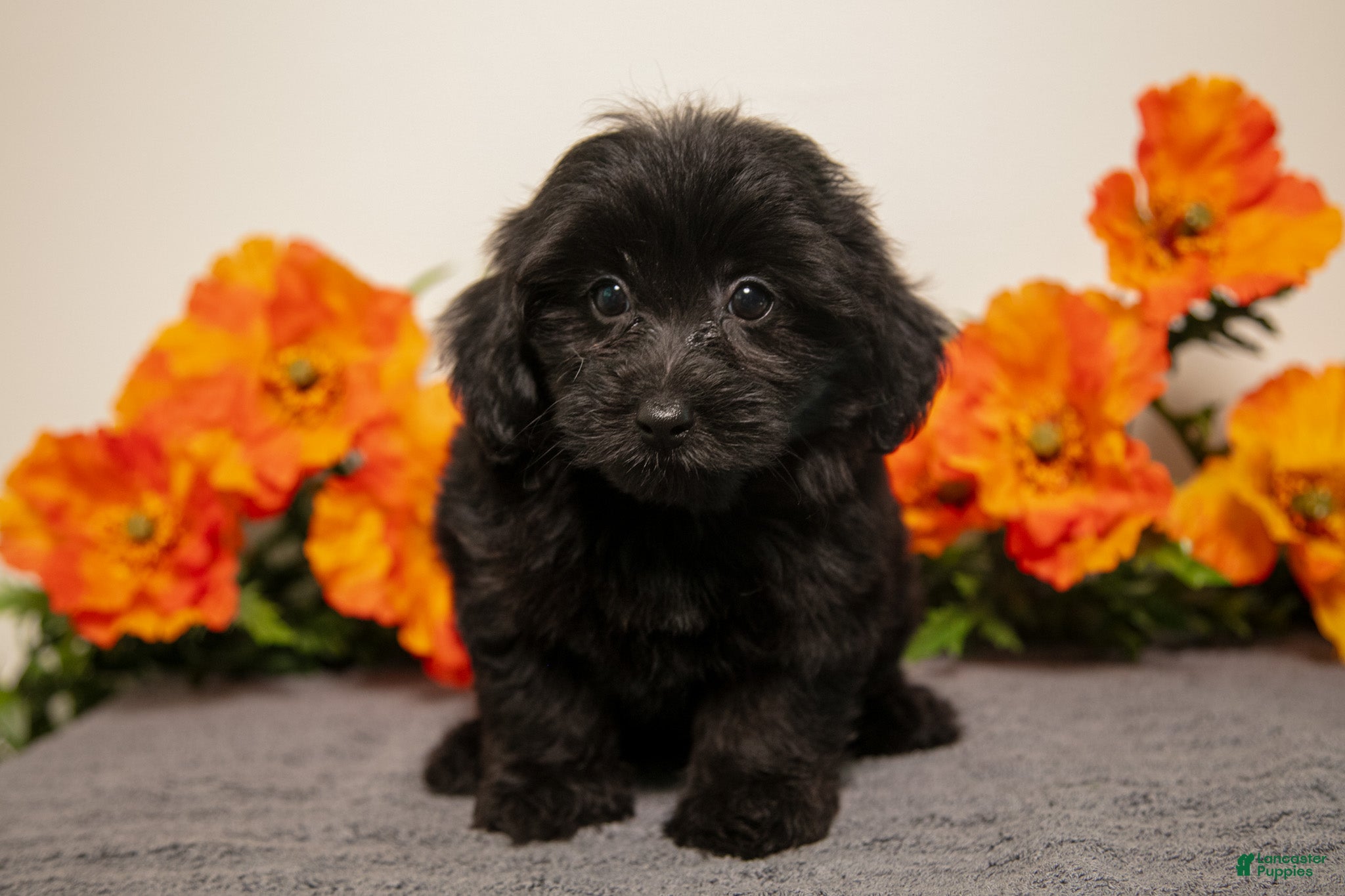 Yorkiepoo dogs Milo - Ad 2