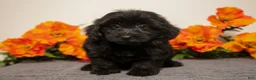 Yorkiepoo dogs for sale: Milo - Ad 2