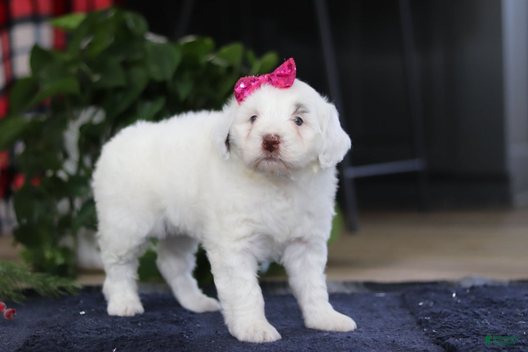 Portuguese Water Dog dogs for sale: Lucie - Ad 10