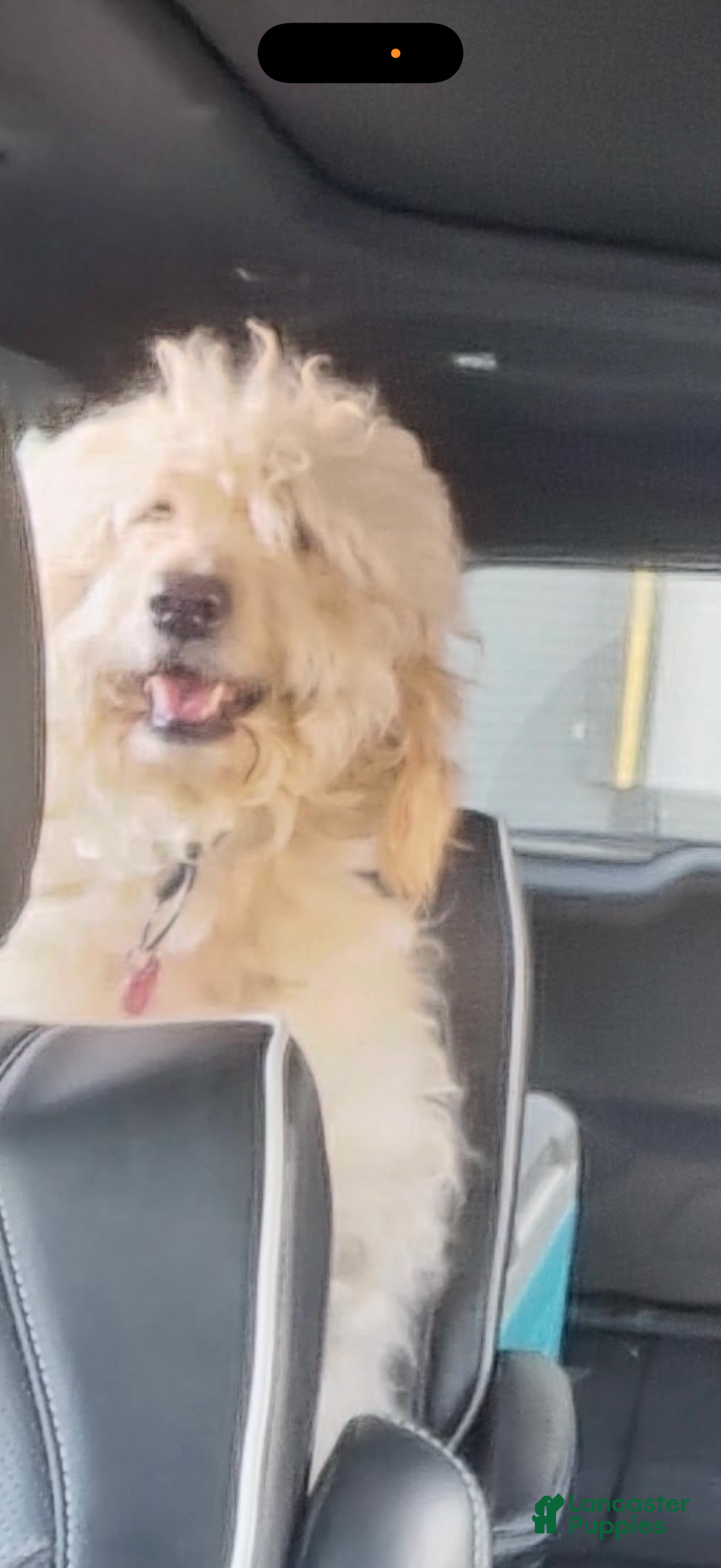 Mixed Breed dogs for sale: Mixed Breed Puppy 1 - Ad 3