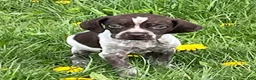 German Shorthaired Pointer dogs for sale: German Shorthaired Pointer Puppy 3 - Ad 6