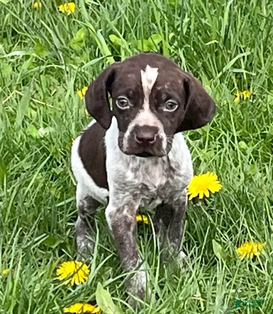 German Shorthaired Pointer dogs for sale: German Shorthaired Pointer Puppy 3 - Ad 6