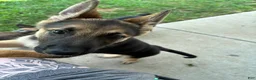 German Shepherd dogs for sale: German Shepherd 1 - Ad 2