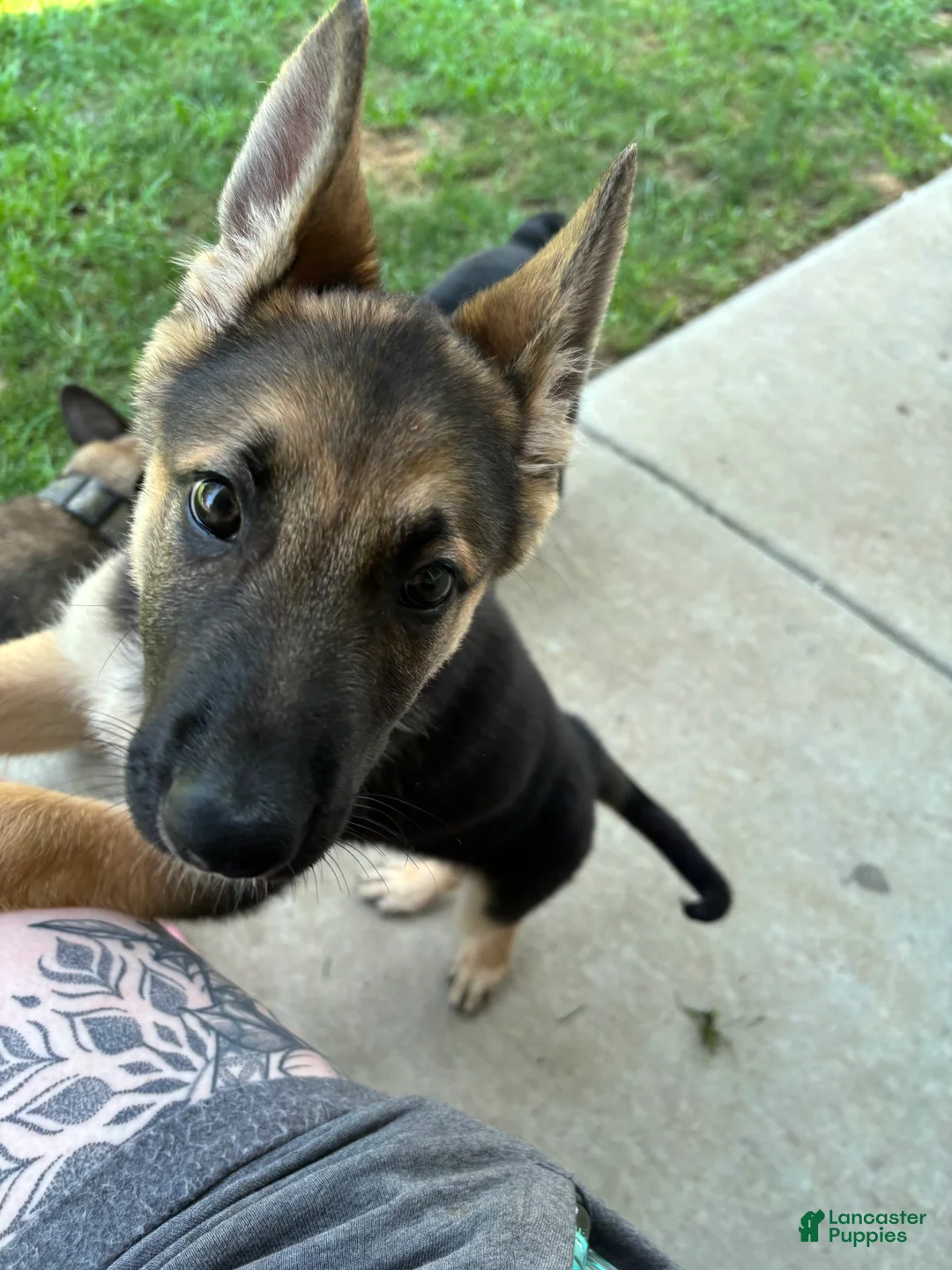 German Shepherd dogs for sale: German Shepherd 1 - Ad 2