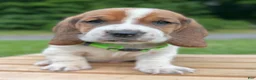 Basset Hound dogs for sale: Oliver - Ad 18