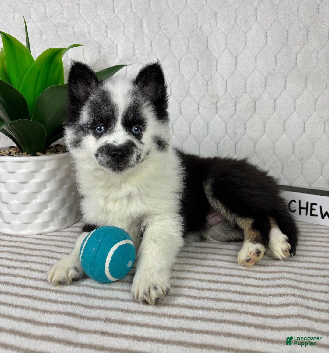 Pomsky dogs for sale: Panda - Ad 3