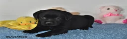 Labrador Retriever dogs for sale: Daisy - Ad 4