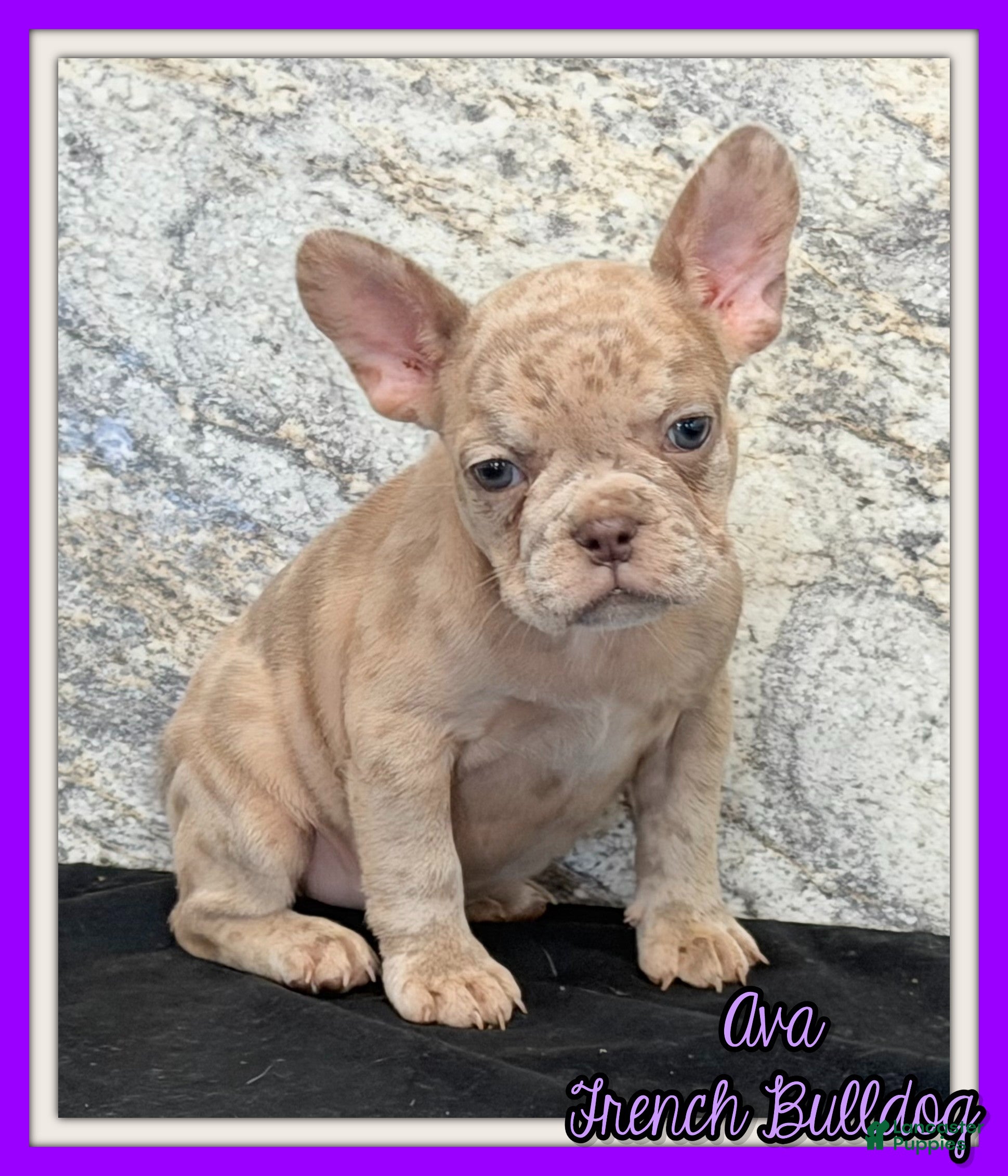 French Bulldog dogs for sale: Ava Female AKC French Bulldog - Ad 1