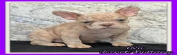 French Bulldog dogs for sale: Ava Female AKC French Bulldog - Ad 1