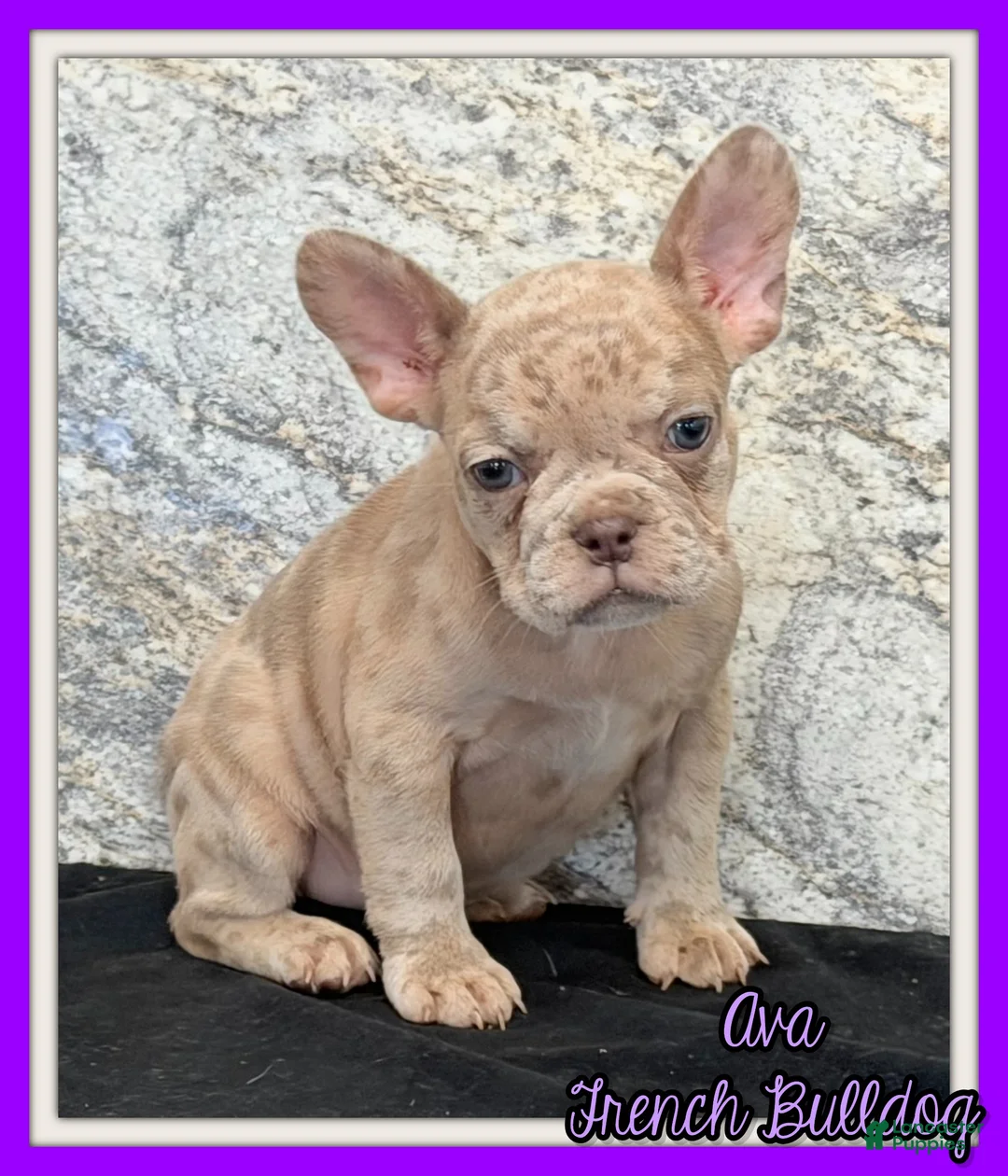 French Bulldog dogs for sale: Ava Female AKC French Bulldog - Ad 1
