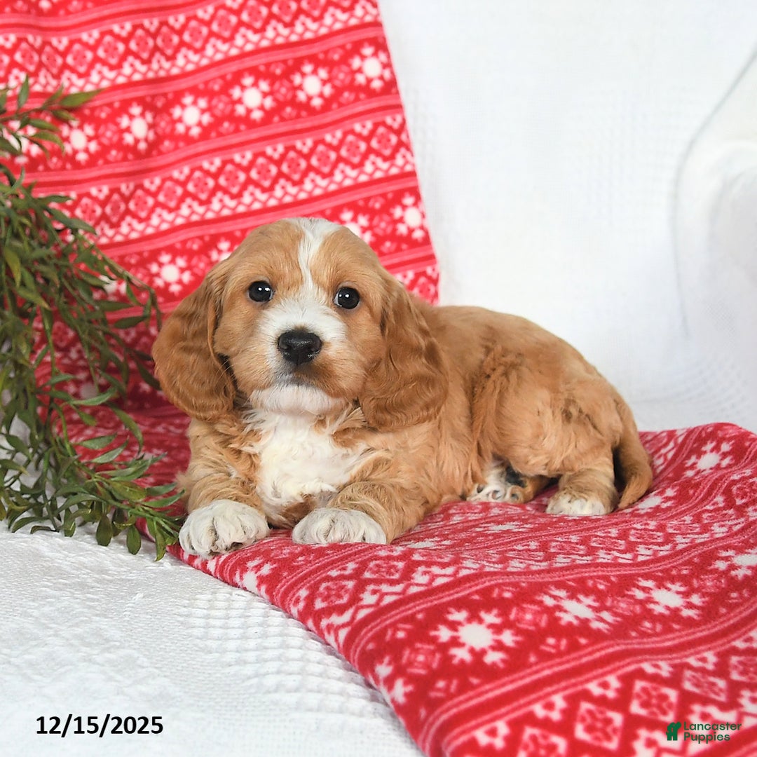 Cockapoo dogs for sale: Otter - Ad 3