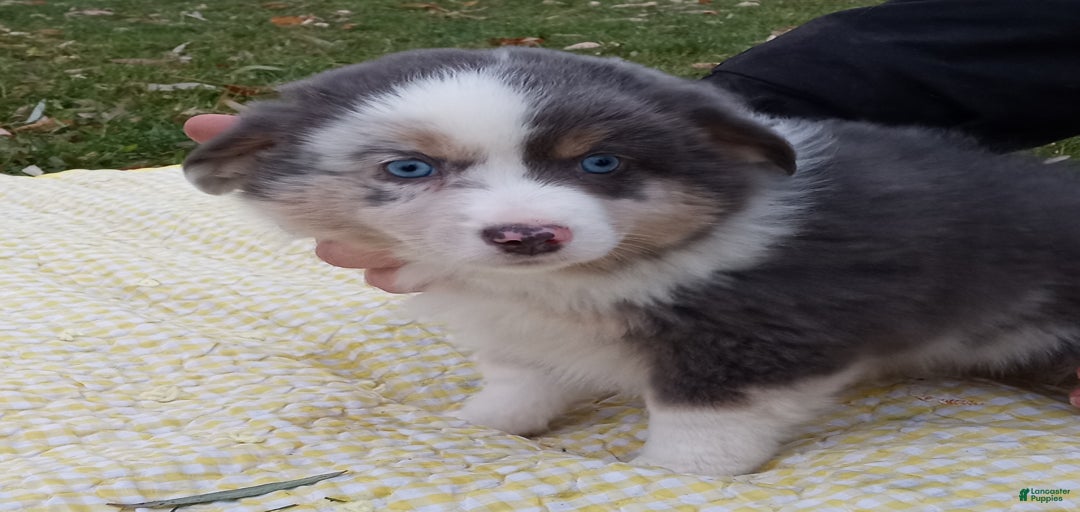 Gallery Image {{count}}