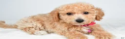 Bichpoo dogs for sale: Serena - Ad 7